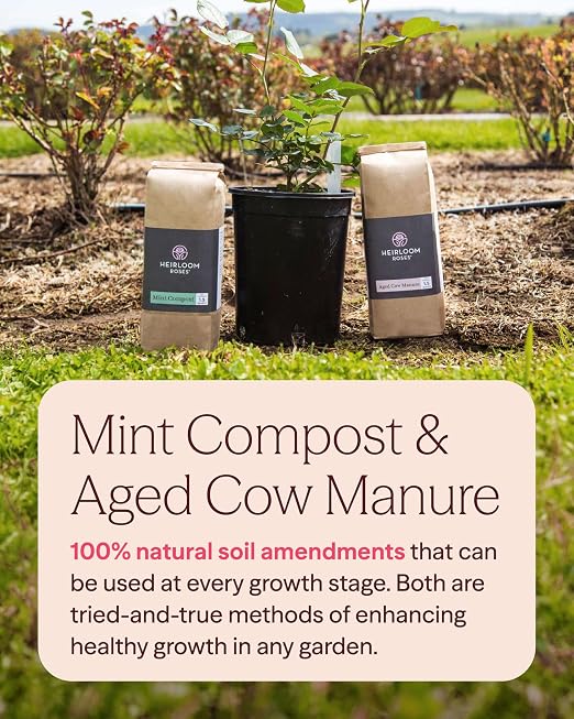 Heirloom Roses Mint Compost & Aged Cow Manure Bundle, 100% Natural Soil Amendments for Rose Planting, Enriched with Nitrogen & Micronutrients, Ideal for Garden Vegetables, Flowers & Soil, Bundle