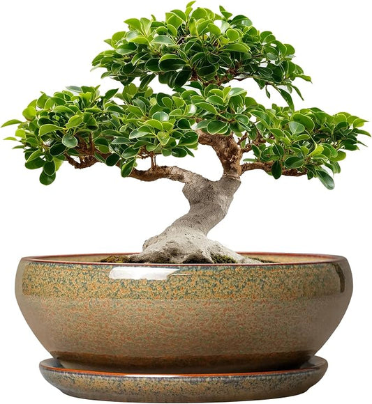 SQOWL Ceramic Bonsai Pots - 12 Inch Succulent Pots with Drainage Hole and Saucer, Large Succulent Planters, Shallow Planter Indoor Outdoor, Round Planter Bowl, Home Decor, Gift for Plant Lover, Brown