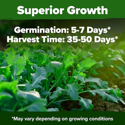 HOME GROWN Arugula Roquette Seeds 2,175+ Heirloom Non-GMO Seeds for Planting, High Germination, Fast Growing Peppery Salad Greens, Indoor Outdoor Hydroponic Garden, Microgreens (Eruca vesicaria)