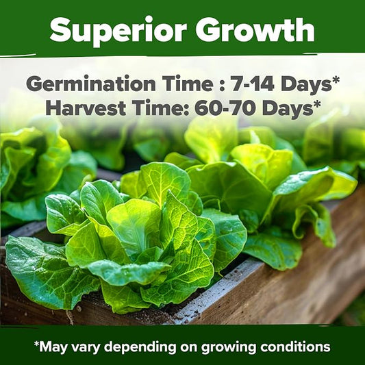 HOME GROWN Buttercrunch Lettuce Seeds Bulk Pack 1975+ Heirloom Non GMO Seeds for Planting, Bibb Lettuce, Indoor Outdoor Hydroponic Garden, Heat Tolerant, Sweet Tender Green Leaves (Lactuca Sativa)