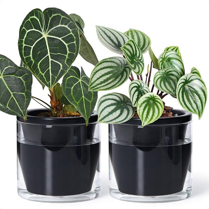 D'vine Dev 6 Inch Design Self Watering Planter for Indoor Plants, Black Terracotta Pot with Cylinder Glass Cup, Set of 2, 37-Y-B-3