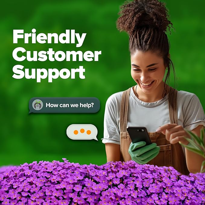 HOME GROWN Aubrieta Rock Cress Purple, Flowering Ground Cover Seed Pack, Non GMO Perennial Cress Seeds for Planting Outdoor Lawn Gardens 300 Aubrieta deltoidea Flower Seeds