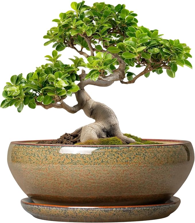 SQOWL Bonsai Planter - 10 Inch Ceramic Succulent Pots, Shallow Plant Pot Indoor with Drainage Hole and Saucer, Ceramic Bonsai Pots, Round Planter Bowl Outdoor, House Decor, Plant Lover Gifts, Brown