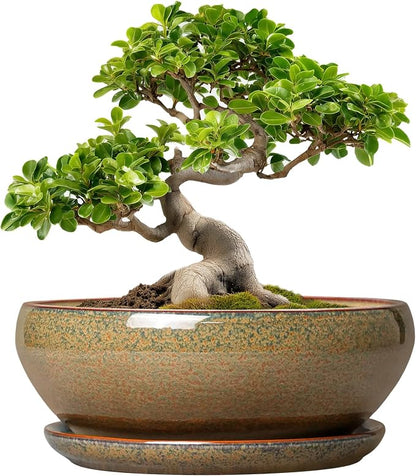 SQOWL Bonsai Planter - 10 Inch Ceramic Succulent Pots, Shallow Plant Pot Indoor with Drainage Hole and Saucer, Ceramic Bonsai Pots, Round Planter Bowl Outdoor, House Decor, Plant Lover Gifts, Brown