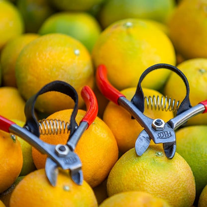 FELCO 330 - Citrus Clipper - Harvest Snip - Orange, Clementines, Apple & Fruit Stems