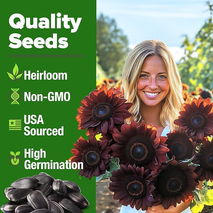 HOME GROWN Chocolate Cherry Sunflower Seeds 75 Heirloom Seeds for Planting Burgundy Sunflowers Tall Flower for Garden, Pollinators, Butterflies (Helianthus annuus)