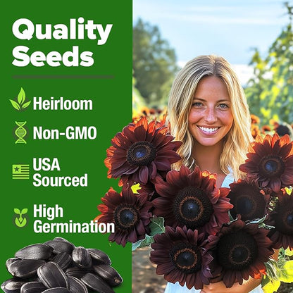 HOME GROWN Chocolate Cherry Sunflower Seeds 75 Heirloom Seeds for Planting Burgundy Sunflowers Tall Flower for Garden, Pollinators, Butterflies (Helianthus annuus)