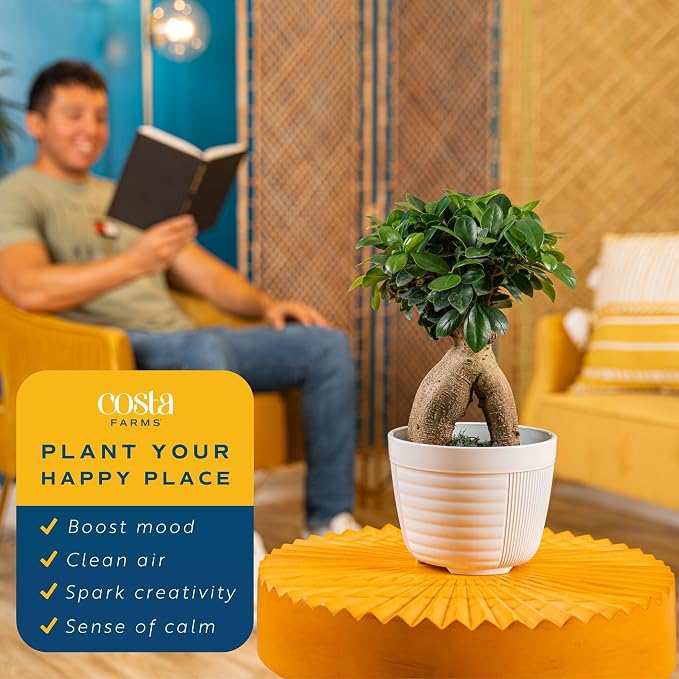 Costa Farms Bonsai Miniature Tree Live Plant in Decorative Pot, Easy Indoor Houseplant, Assorted Variety, Zen Home, Room, or Office Decor, House Warming or Birthday Gift, 12-15 Inches Tall