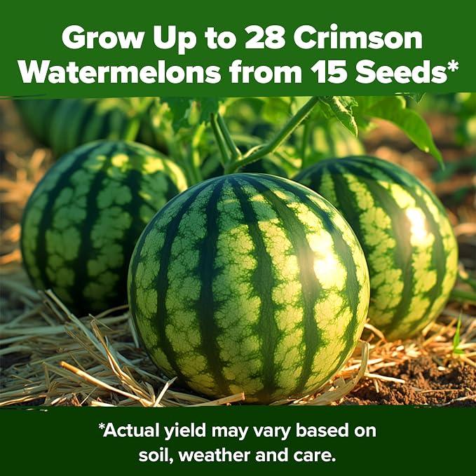 HOME GROWN Organic Crimson Sweet Watermelon Seeds 15+ Heirloom Non-GMO, High Germination, Honey Sweet Summer Fruit, Striped Skin, Home Garden & Raised Beds, High Sugar Content (Citrullus lanatus)