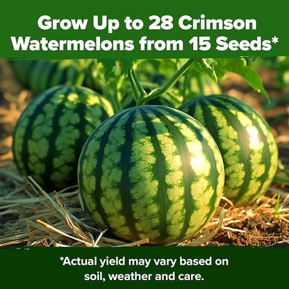 HOME GROWN Organic Crimson Sweet Watermelon Seeds 15+ Heirloom Non-GMO, High Germination, Honey Sweet Summer Fruit, Striped Skin, Home Garden & Raised Beds, High Sugar Content (Citrullus lanatus)