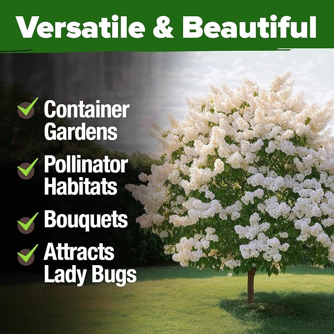 HOME GROWN 53 White Lilac Flower Seeds Non-GMO, Heirloom Tree Seeds for Planting, Fragrant Flowering Tree Seeds for Landscaping, Pollinator Gardens, and Ornamental Borders (Syringa reticulata)