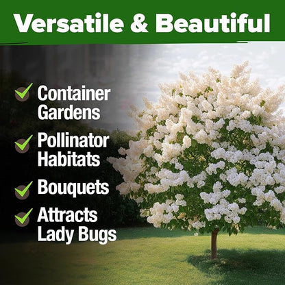 HOME GROWN 53 White Lilac Flower Seeds Non-GMO, Heirloom Tree Seeds for Planting, Fragrant Flowering Tree Seeds for Landscaping, Pollinator Gardens, and Ornamental Borders (Syringa reticulata)