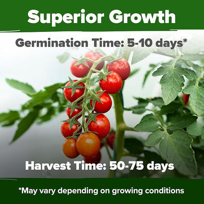 HOME GROWN Large Red Cherry Tomato Seeds 500+ Heirloom Non GMO Seeds for Planting, High Germination, Indeterminate, Sweet & Juicy Salad Tomatoes, Prolific Garden Crop, Homestead (Solanum lycopersicum)