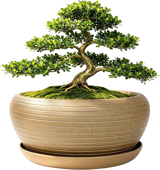 MUZHI 9.5” Round Large Ceramic Bonsai Bowl Planter，Clay Succulent Plant Pot Container with Saucer (9.5”)