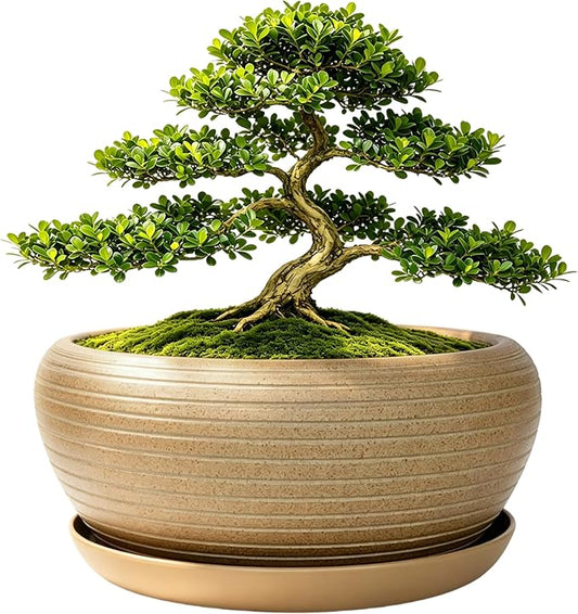 MUZHI 9.5” Round Large Ceramic Bonsai Bowl Planter，Clay Succulent Plant Pot Container with Saucer (9.5”)