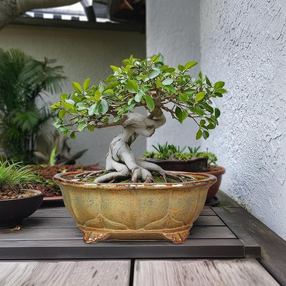 13.2 Inch Bonsai Planter - Ceramic Bonsai Pots with Drainage Hole, Succulent Pots for Indoor Outdoor Plants, Shallow Succulent Planters, Garden Decor, Gifts for Gardeners, Oval Yellowish Brown