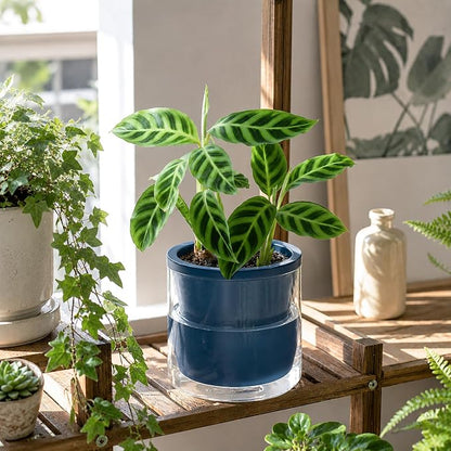 D'vine Dev 6 Inch Design Self Watering Planter for Indoor Plants, Blue Terracotta Pot with Cylinder Glass Cup, 37-X-B-4