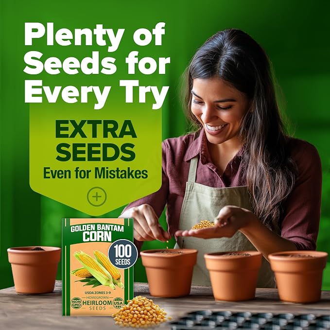HOME GROWN Golden Bantam Sweet Corn Seeds 100+ Heirloom Non-GMO Seeds for Planting, High Germination, Yellow Kernel Corn on the Cob, Early Summer Harvest, Easy to Grow Home Garden Crop (Zea mays)
