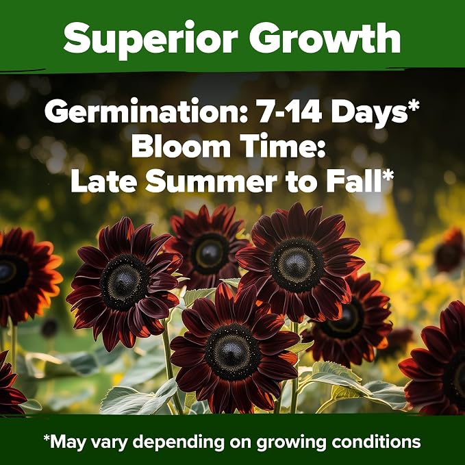 HOME GROWN Chocolate Cherry Sunflower Seeds 75 Heirloom Seeds for Planting Burgundy Sunflowers Tall Flower for Garden, Pollinators, Butterflies (Helianthus annuus)
