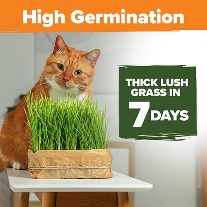 HOME GROWN Non GMO 1 Pound Cat Grass 12,700+ Seeds & Kittens Oat & Barley Mix 100% Heirloom, Grow Fresh Kitty for Chewing, Pet Indoor Garden