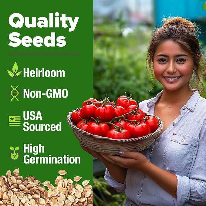 HOME GROWN Beefsteak Tomato Seeds 300+ Heirloom Non-GMO Seeds for Planting, High Germination, Indeterminate, Large Meaty Slicing Tomato, High Yield Summer Vegetable Garden (Solanum lycopersicum)