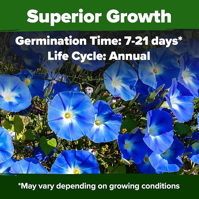 HOME GROWN Heavenly Blue Morning Glory - 150 Heirloom Seeds for Planting, Ideal for a Flower Garden that Attracts Pollinators and Birds (Ipomoea Tricolor)