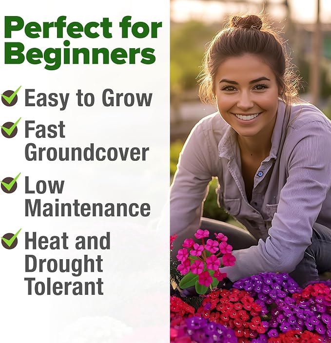 HOME GROWN Verbena Moss Seeds - 6000+ Perennial Flower Seeds for Ground Cover - Heat-Tolerant Plant Seed for Outdoor Gardening, Walkways & Erosion Control - Attracts Pollinators (Verbena Tenuisecta)