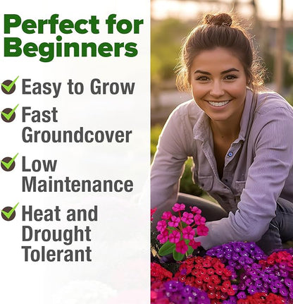 HOME GROWN Verbena Moss Seeds - 6000+ Perennial Flower Seeds for Ground Cover - Heat-Tolerant Plant Seed for Outdoor Gardening, Walkways & Erosion Control - Attracts Pollinators (Verbena Tenuisecta)