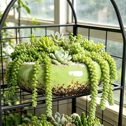 Succulent Pots, 10 Inch, Shallow Planter with Drainage for Succulent Planters, Bonsai Pots & Cactus Pots, Plant Pots, Ceramic Planters for Indoor Plants - Perfect for Home Offie Garden Decor, Green