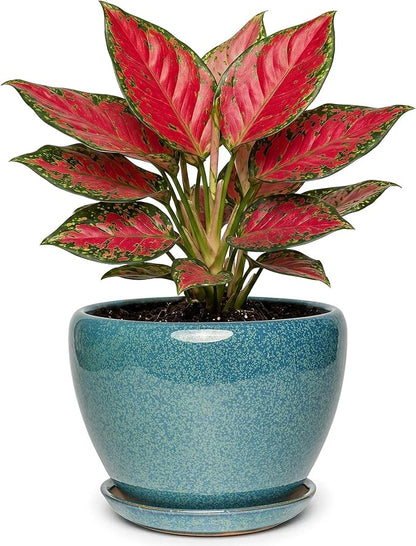7.5 Inch Ceramic Plant Pot with Drainage Hole Mesh Net,Modern Gardening Pots for Indoor Plants with Saucer, Crackle Blue