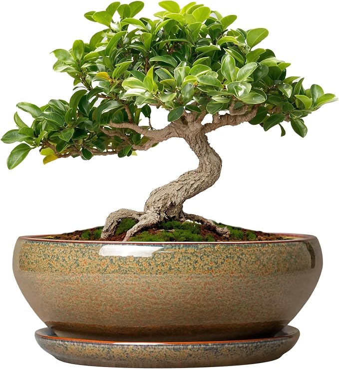 SQOWL Bonsai Pots Small - 6 Inch Ceramic Succulent Pots with Drainage Hole and Saucer, Shallow Round Planter for Indoor Plants Outdoor, Ceramic Cactus Planter, Patio Decor, Housewarming Gift, Brown