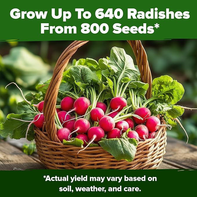 HOME GROWN Cherry Belle Radish Seeds 800+ Heirloom Non-GMO Seeds for Planting, High Germination, Fast Growing Red Radish, Harvest in 30 Days, Crisp & Mild Root Vegetable,Spring Fall (Raphanus sativus)