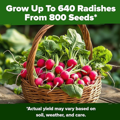 HOME GROWN Cherry Belle Radish Seeds 800+ Heirloom Non-GMO Seeds for Planting, High Germination, Fast Growing Red Radish, Harvest in 30 Days, Crisp & Mild Root Vegetable,Spring Fall (Raphanus sativus)