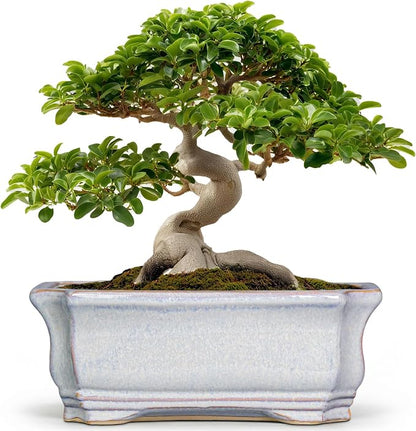 Bonsai Pots Ceramic - 13.7 Inch Succulent Planters with Drainage Hole, Bonsai Planters for Indoor Succulent Plants, Decorative Plant Pots, Front Porch Decor, Gardening Gifts, Rectangular Grey