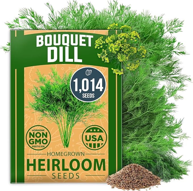 HOME GROWN Non GMO Dill Seeds for Planting 1,014 Bouquet Dill Seeds and Heirloom Herb Seeds for Planting Outdoors, Grow Your Fragrant Dill Herb Garden (Anethum graveolens)
