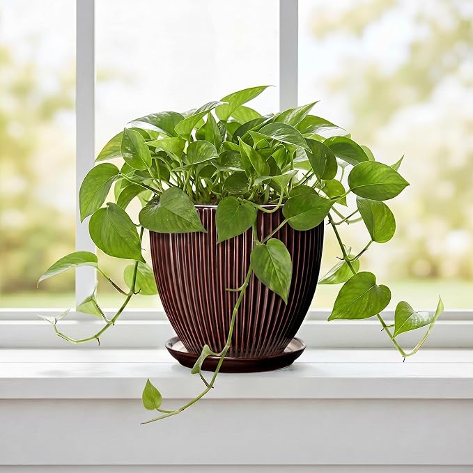 6 Inch Planter, Ceramic Plant Pots Indoor with Drainage Hole and Saucer, Round Flower Orchid Pots for Indoor Plants, Succulent Pot, Small Modern Planter, Bathroom Decor, Brown