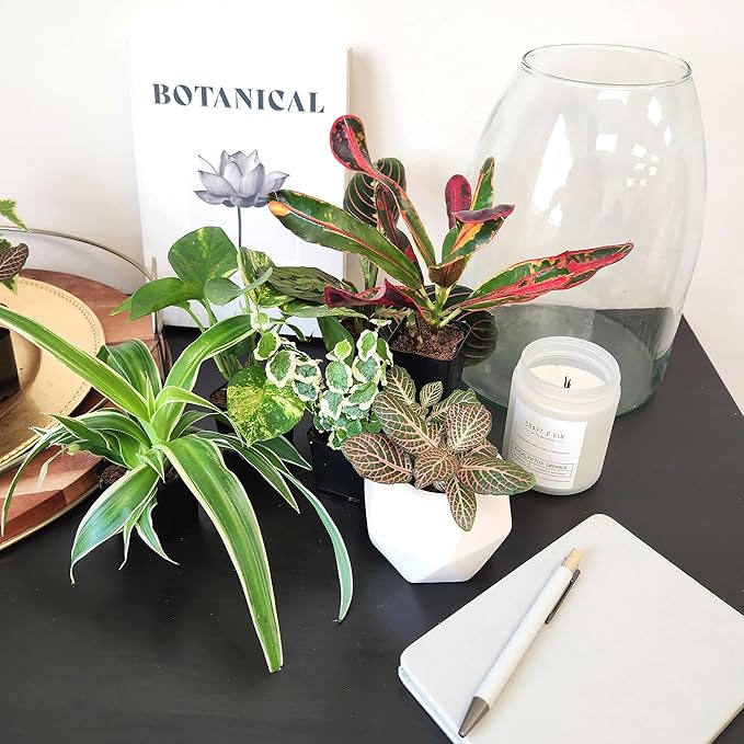 Easy to Grow Houseplants (6PK), Live House Plants in Plant Containers, Growers Choice Plant Set in Planters with Potting Soil Mix, Home Decor Planting Kit or Outdoor Garden Gifts by Plants for Pets