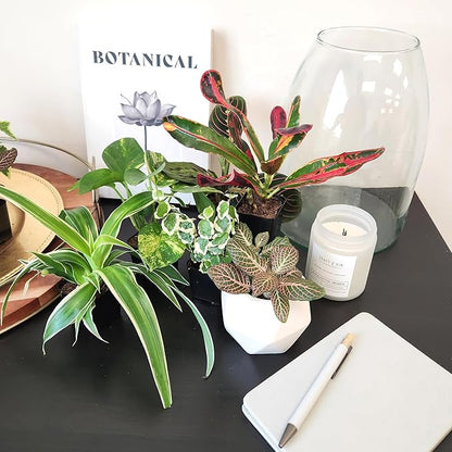 Easy to Grow Houseplants (6PK), Live House Plants in Plant Containers, Growers Choice Plant Set in Planters with Potting Soil Mix, Home Decor Planting Kit or Outdoor Garden Gifts by Plants for Pets