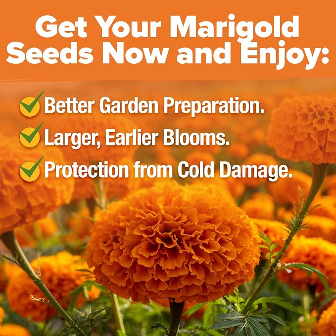 HOME GROWN Crackerjack Marigold Seeds | 4 oz / 35,000 Flower Seeds Planting Outdoor | Large Bulk Pack | High Germination, Wildflower Seed | Companion Planting
