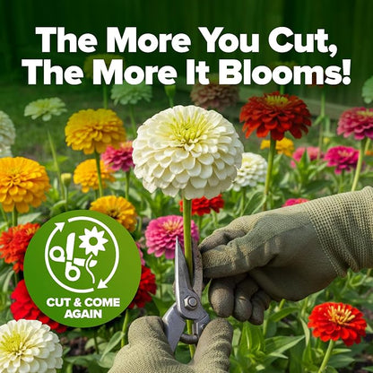 HOME GROWN Zinnia Seeds Mix – 4300 Pumila Compact Zinnia Flower Seeds for Planting Outdoors | Bulk Colorful Annual Cut Flowers for Summer Gardens & Containers (Zinnia elegans)