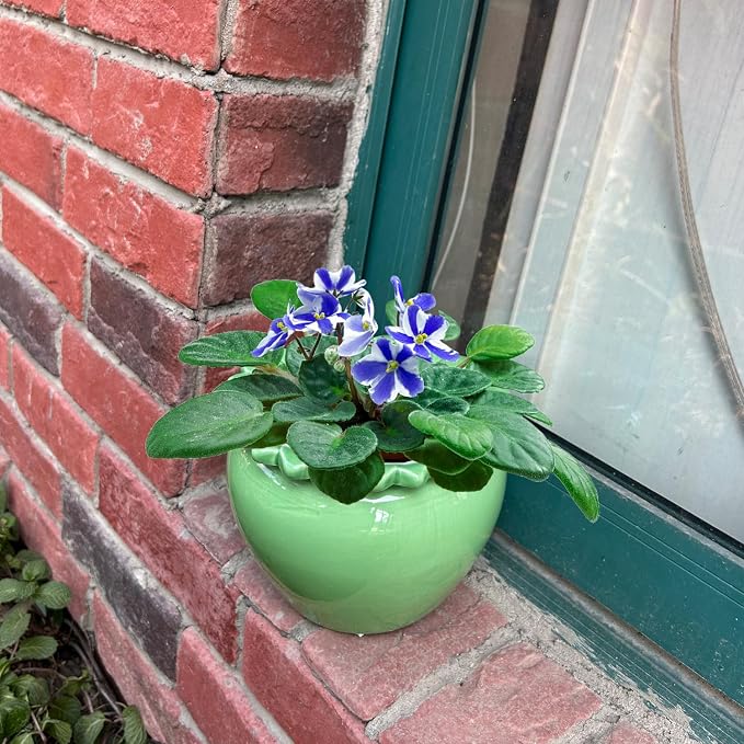 Self Watering Plant African Violet Flower Pot 6.5 * 4.6 * 4 Inch Green Ceramic Pot Maintenance Indoor Plant Self Watering Seeder Plant Planting High Absorption Plant Inner Flower Pot