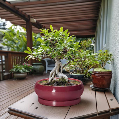 Bonsai Tree Pots 13 Inch - Ceramic Bonsai Pots with Drainage Hole and Tray, Large Succulent Planters Indoor, Round Bowl Planter Outdoor, Shallow Planter, House Decor, Birthday Gifts, Wine Red