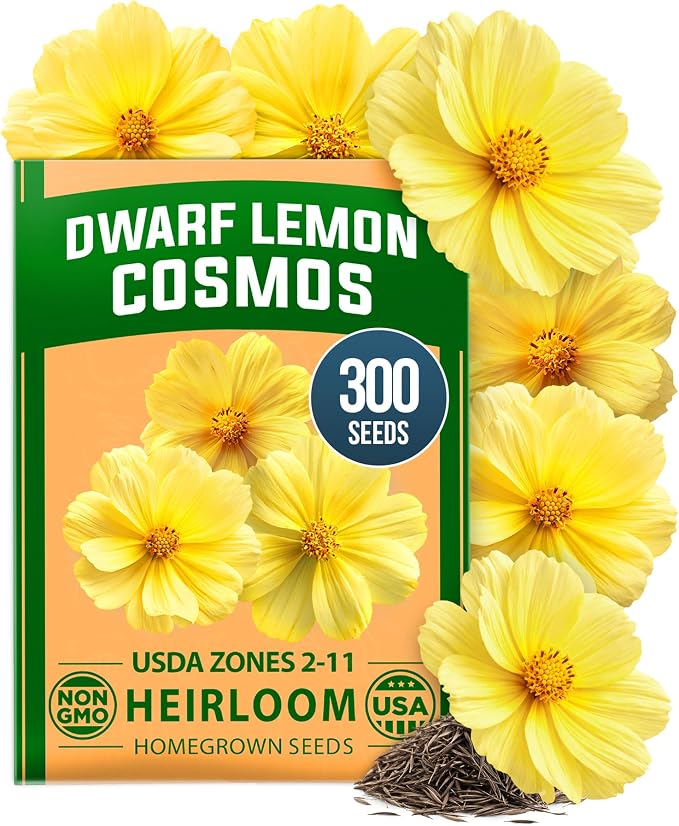 HOME GROWN Cosmos ‘Dwarf Lemon’ Seeds – 300 Dwarf Cosmos Flower Seeds for Planting, Compact Yellow Blooms, Heat Tolerant Annual for Outdoor Gardens (.2g) – Cosmos sulphureus ‘Dwarf Lemon’