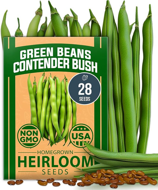 HOME GROWN Contender Bush Bean Seeds 28+ Heirloom Non-GMO, High Germination, Stringless Green Beans for Planting, Early Harvest, Emergency Food Supply, Fresh Eating & Canning (Phaseolus vulgaris)