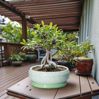 Bonsai Pots - 13 Inch Ceramic Succulent Pots for Indoor Outdoor, Large Shallow Planter with Drainage Hole and Saucer, Round Flower Succulent Planter, Patio Decor, Gifts for Women, Green