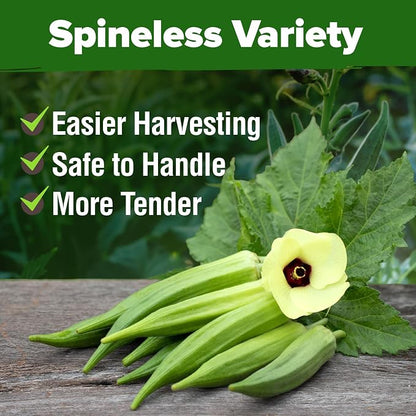 HOME GROWN Clemson Spineless Okra Seeds 101+ Heirloom Non-GMO Vegetable Seeds for Planting, Easy to Grow Summer Garden, High Germination, Heat Tolerant, Tender Green Pods (Abelmoschus esculentus)