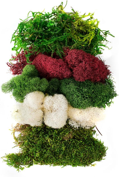 SuperMoss (23308) Moss Mix – Premium Decorative Moss for Crafts, Terrariums, Wedding & Table Décor, 80.75 cu in, Christmas