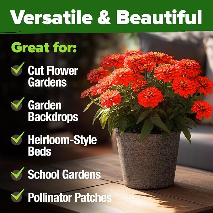 HOME GROWN Will Rogers Zinnia Seeds - 150 Zinnia Flower Seeds for Planting Outdoors - Tall Zinnia Elegans Cut Flowers - Heirloom Non-GMO Zinnia Seeds for 2026