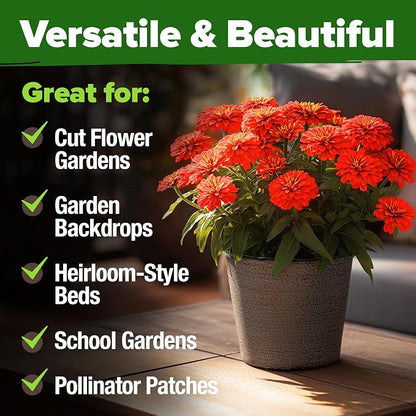 HOME GROWN Will Rogers Zinnia Seeds - 150 Zinnia Flower Seeds for Planting Outdoors - Tall Zinnia Elegans Cut Flowers - Heirloom Non-GMO Zinnia Seeds for 2026