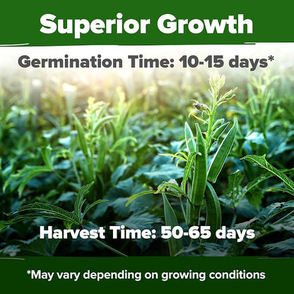 HOME GROWN Clemson Spineless Okra Seeds 101+ Heirloom Non-GMO Vegetable Seeds for Planting, Easy to Grow Summer Garden, High Germination, Heat Tolerant, Tender Green Pods (Abelmoschus esculentus)